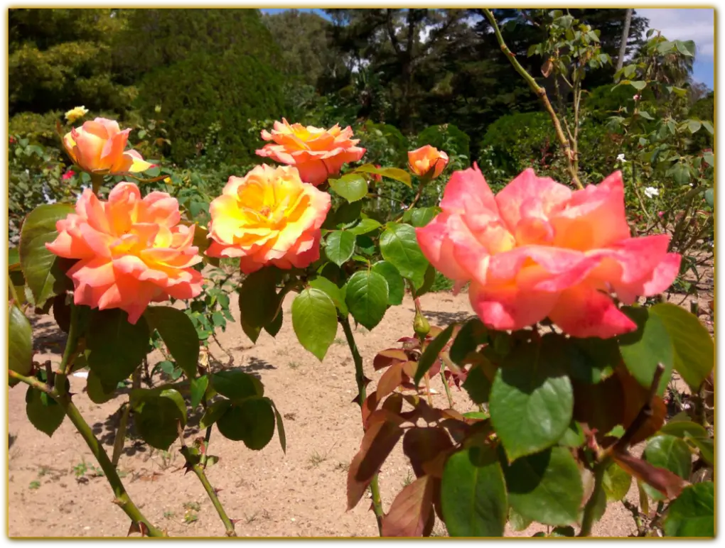 Some specimens from the rose garden