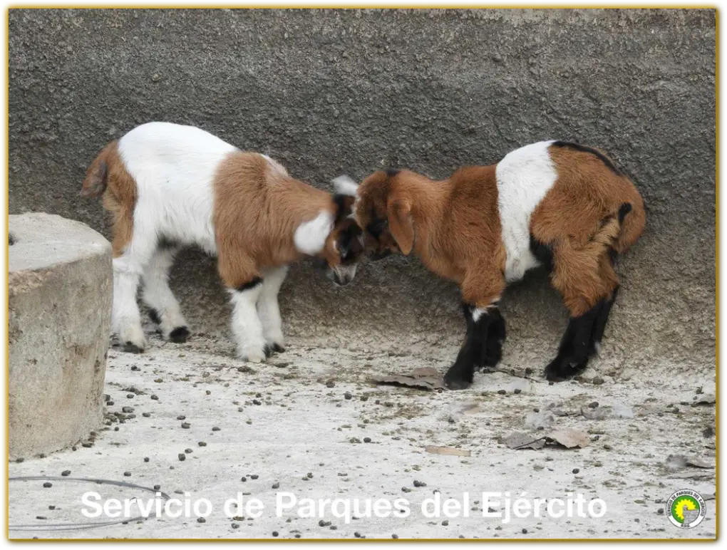 A couple of almost newborn kids