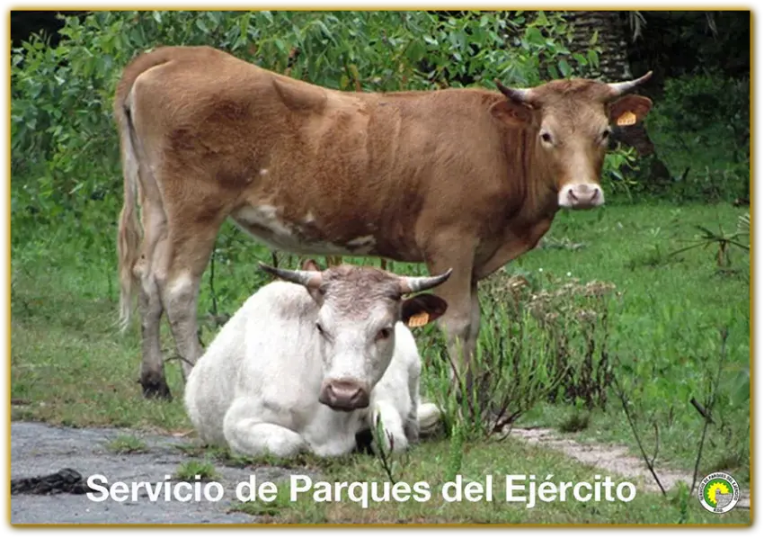 Conservation criollo cattle