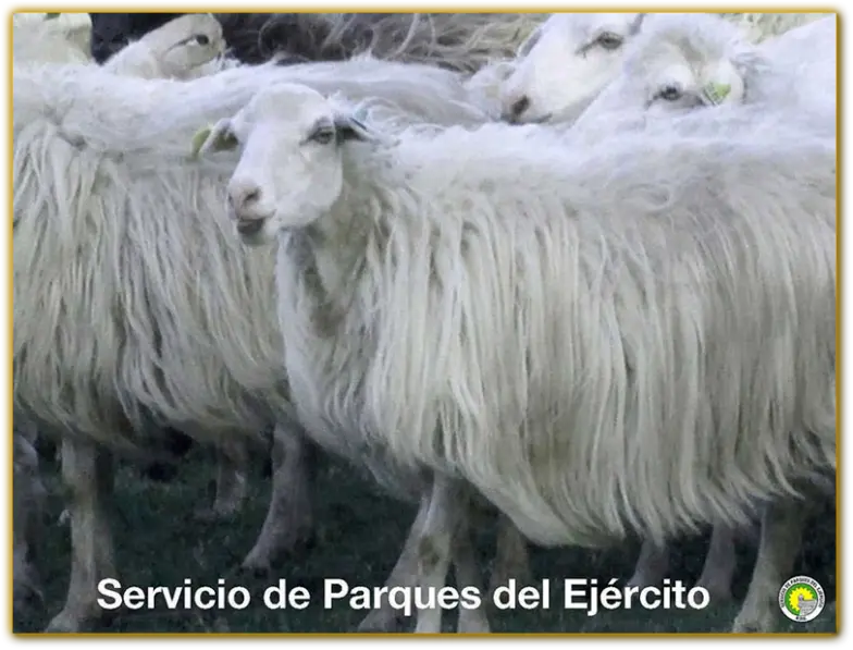 Criollo sheep preserved as part of the<br />genetic conservation program in Uruguay